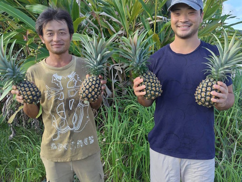 今が旬！西表島の完熟ピーチパイン(6kg・5-8玉入)：沖縄県産の