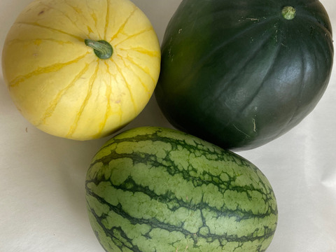 【夏ギフト】夏のお楽しみセット小玉スイカと生食OK白いとうもろこし《ピュアホワイト》