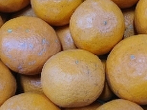 【本家・春峰】春を呼ぶプチプチ食感！爽やかな甘さがクセになる