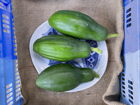 （約3㎏)　豊富な栄養素を持った、酵素野菜。青パパイヤ