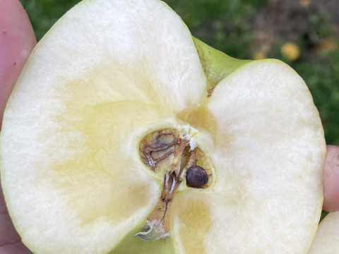 魅力爆発中！「こつぶのまんま」青林　約3kg箱11〜14玉