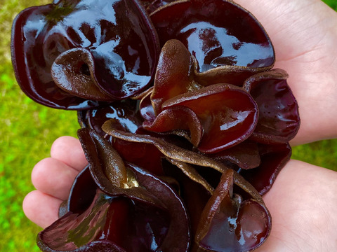 ≪オーガニック≫【業務用】国産生きくらげ（黒）（300ｇ×3袋）+100ｇおまけ付