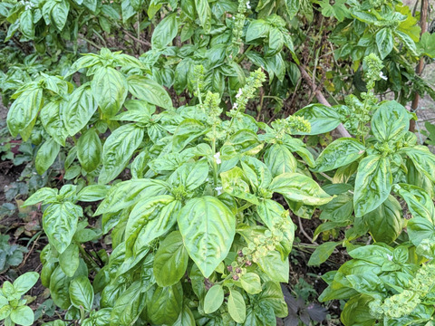 バジル🌿約15cmほどの茎付きバジル３本以上🌿農薬、化学肥料、除草剤等不使用☆常温発送