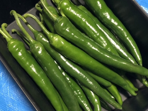 【Ｏ】爽やかな薫り　激辛　生青唐辛子1kg