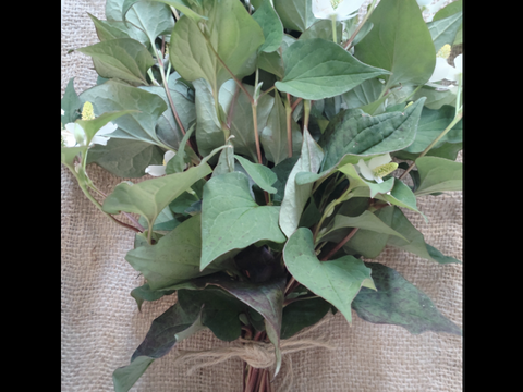 ドクダミの花束10本🌿 生葉🌿 生花 どくだみ 🏣ゆうパック60サイズ