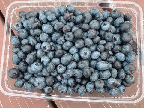 【生ブルーベリー】大粒品種•スパルタン&ダロウのミックス（北海道産）1kg