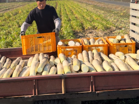 【自然栽培】切り干し大根(宮重大根)200gチャック袋入り