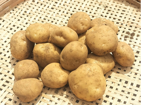 【農薬化学肥料不使用】【訳あり】昔ながらのホクホク系じゃがいも 男爵  新じゃが 箱込み5.0kg