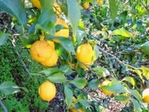 採れたて新鮮‼️【食べるレモン】スウィートレモネード❣溢れる果汁！