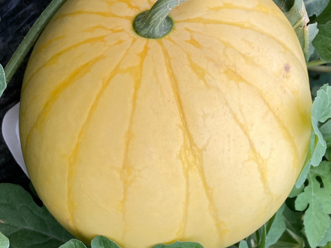 特大黄色い皮の小玉スイカ【愛娘ひなた】3kg以上1個