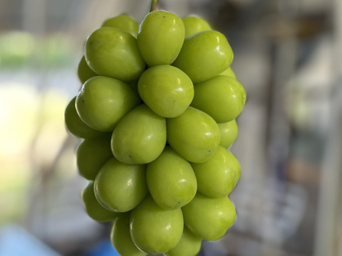 辿り着いた至高の1房『輝琳』KOSHUグランドシャインマスカット（1房）