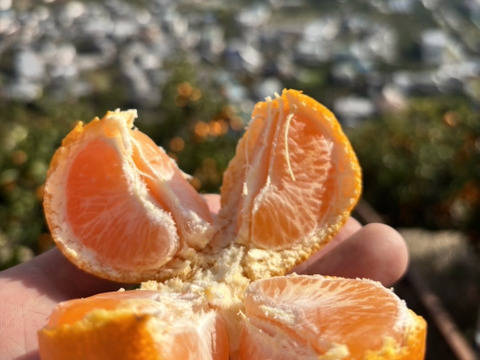 有田みかん【3kg（箱込）・ご家庭用】