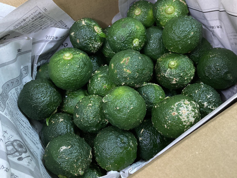 【高知県産】青ゆず5㎏　【受注収穫】＃栽培期間中農薬・化学肥料不使用