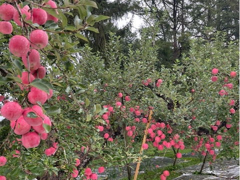 完全無添加！りんごジュース飲み比べセット　1ℓ×6本