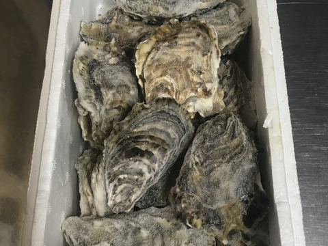 【冷凍かき】【お買い得品】
三重県産 加熱用 殻付き 浦村かき 60～70個入り（約7kg前後）（7～15人前）
真牡蠣  牡蠣 カキ 貝類 海鮮 BBQ バーベキュー カキパーティ 母の日ギフト