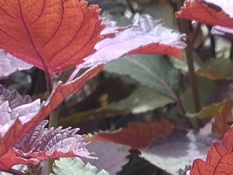 季節限定セット商品【お買い得♪旬の野菜お試しセット】＋【赤紫蘇10本】の組み合わせのお届け☆ゆうパック🏣80サイズにたっぷりお入れいたします☆