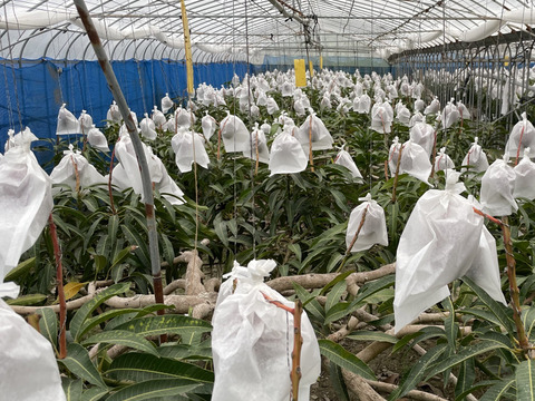 【夏ギフト】沖縄マンゴー『殿内之宝（どぅんちぬたから）』（家庭用2.0kg3~5玉）