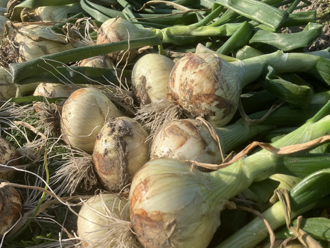 淡路島❤️希少な【超極早生！新玉ねぎ】 甘とろ～♪ちょっと訳あり（ご家庭用　箱込み　3kg）