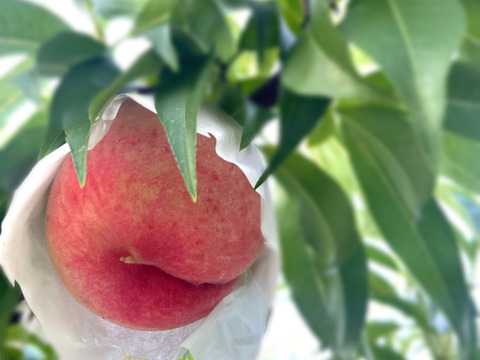 【今年初出品🍑限定50箱！】
和歌山県産　希少桃❗️あかつき🍑
1.8〜２㎏　６～9玉入り