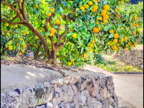 有田みかん【完熟ゆら早生】3.3kg（箱込）