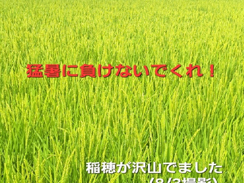 【新米・数量限定 即発送】令和7年産 新潟米・とちお産コシヒカリ
農家直送！山の湧水で育った自慢の精米10kg(5㎏×2袋)・（送料相当値引き中／箱込み総重量）