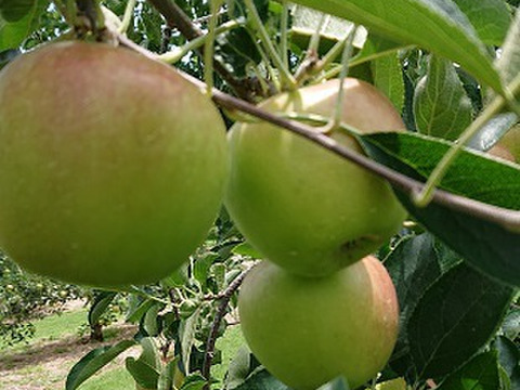 【先行予約】今年もきました！「夏あかり 約5㎏」夏の人気品種。長野県生まれ。小さな可愛いりんごですが味は貴方を虜にします！！夏りんごの魅力お届けします。到着後保存は冷蔵庫でお願いします。