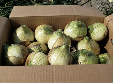 【訳あり】淡路島玉ねぎ！5キロ　1番人気