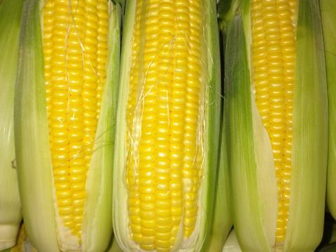 （訳ありカット品）イエローコーン！