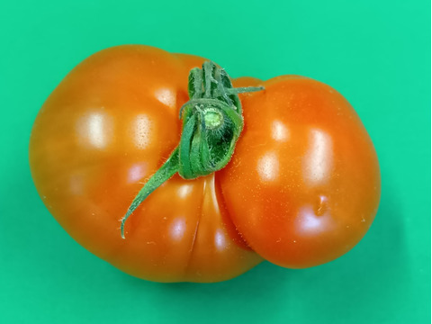 なくなり次第終了！！トマト訳アリ1.5㎏