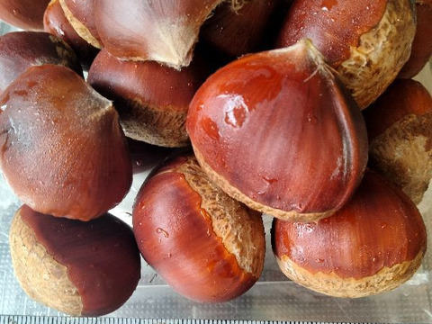 農薬不使用栽栽培　兵庫産　ホクホク甘い和栗（神鍋）　500ｇ②