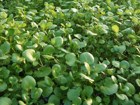 【農薬不使用】極上サラダクレソン（500g）最強スーパーフード