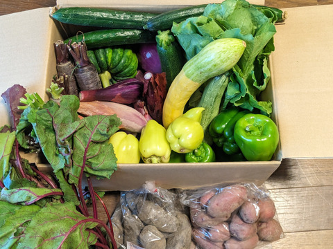 【8〜10品目】カラフル夏野菜ボリュームセット