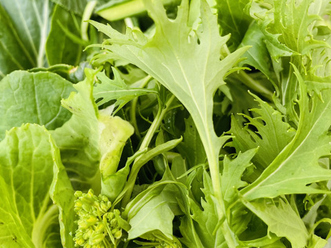 【父の日ギフト】旬のリーフ野菜 & ハーブソルト（ブルベリー葉）のお買い得セット ※まとめ買い対応