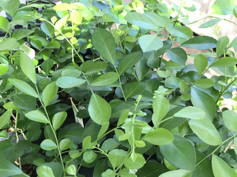 〜優しい空間を〜　苔玉　月橘（げっきつ）
