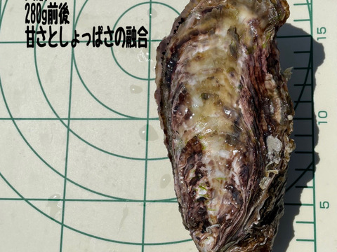夏に食べる牡蠣！相生夏蠣【大蠣】25個セット【生食可能】