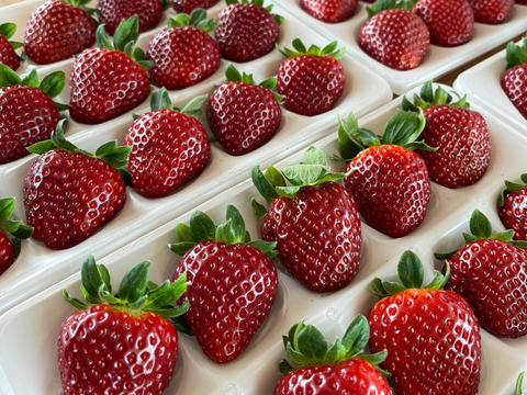 2品種食べ比べ。滋賀県品種『みおしずく』黒いちご『真紅の美鈴』12から15粒　350から400g✖️1ケース　糖度センサー選別なし