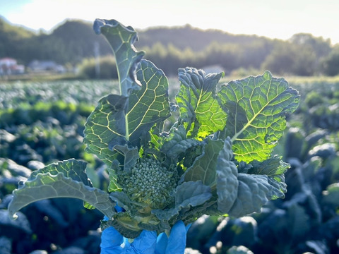 ☆期間限定値下げ☆【実は当社が開発！！】栄養満点スーパーフードアレッタ（８０サイズ２㌔前後）