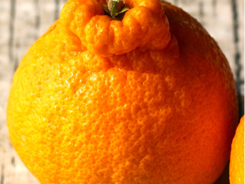 越冬完熟しらぬい　贈答用　4Lサイズ　6玉　化粧箱入り