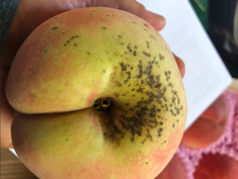 【沖縄向けクール便】【有機栽培の美味しい桃約3kg（第五期）】自然に優しく希少でジューシーな天然桃(9～11個入)！
