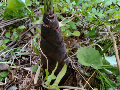 灰汁抜きワラビと筍水煮セット