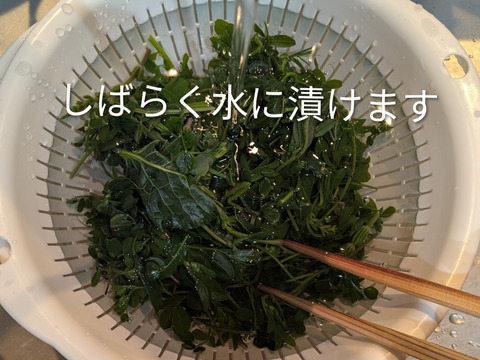 春先の柔らかなおまかせ野草セット🌿カラスノエンドウ、スギナ、ヨモギ、ハコベ、オオバコ、オオイヌフグリ、コツブツメクサ、カタバミ、その他 ※タイミングによって変化します※不用な野草はご連絡ください