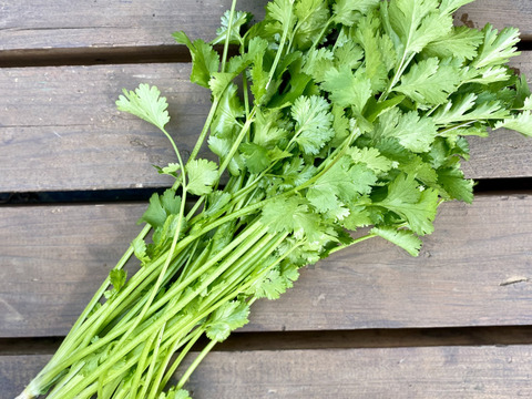 栽培期間農薬不使用　パクチー　1キロ
