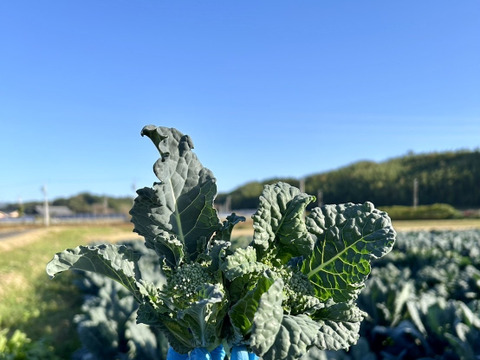 朝採り旬野菜セット（８０サイズ）