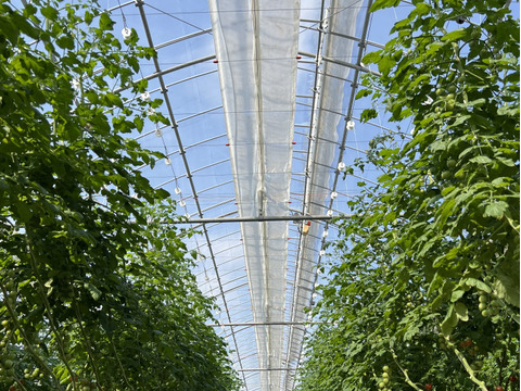 春をお届け♪てっちゃんの完熟ミニトマトこすず2kg（500g×4p）朝採り農園直送便