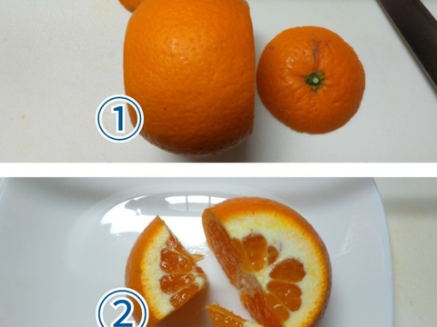 【2kg箱】食べるジュース!?マイルドで上品な甘味の和製オレンジ【清見】
