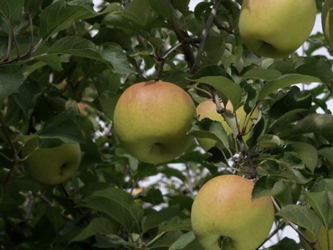【先行予約】ぐんま名月、サンフジ、高徳3種類約2キロ6〜9個【りんご食べ比べ】