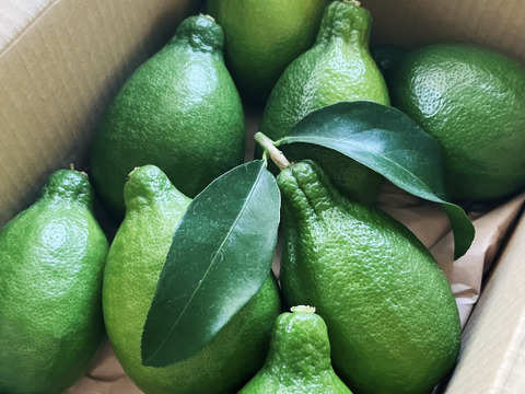 大人気！皮まで丸ごと使える大きな大きなグリーンレモン🍋[約1.7kg]
