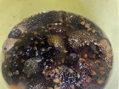 【期間限定】青森県佐井村　津軽海峡産　黒ナマコ(小)　約500ｇ