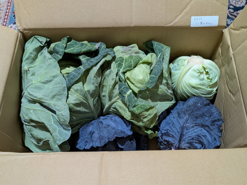 🟣紫キャベツ🌊海風🌊春キャベツ