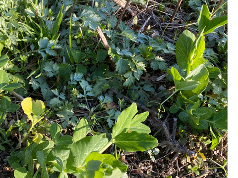 和ハーブ　新芽生よもぎ　300g